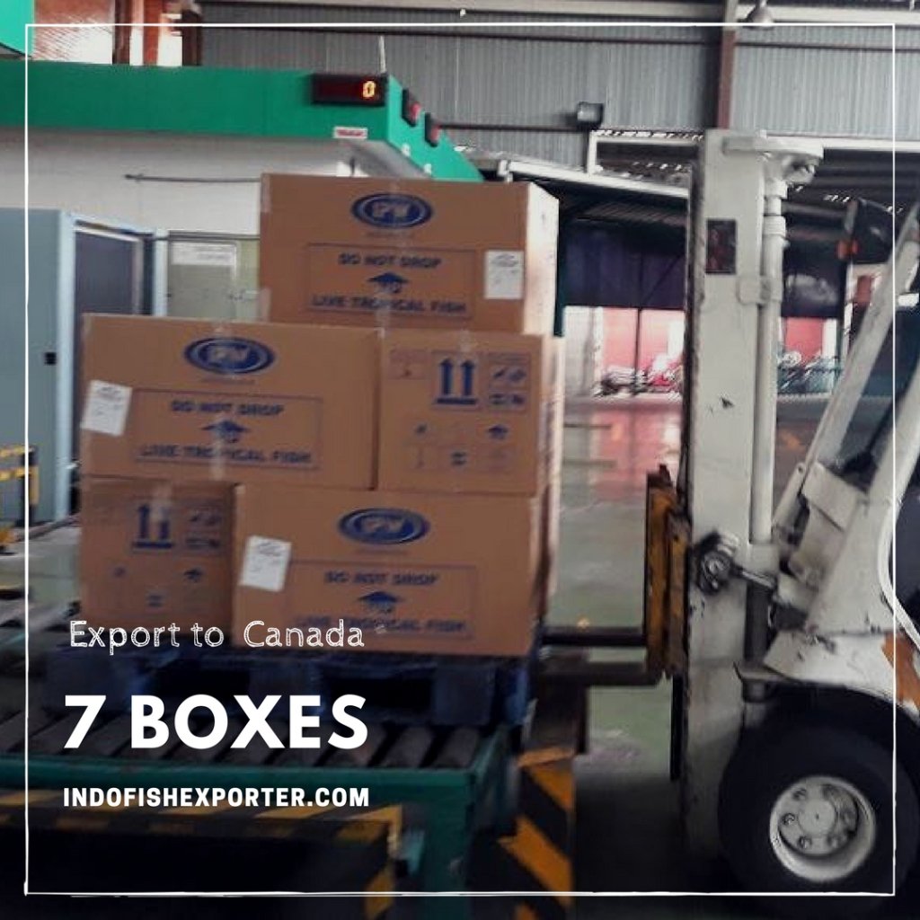 fish_exporter's tweet photo. Export 7 Boxes to Canada https://t.co/Oq0vdtjQss https://t.co/ds5dned2MY