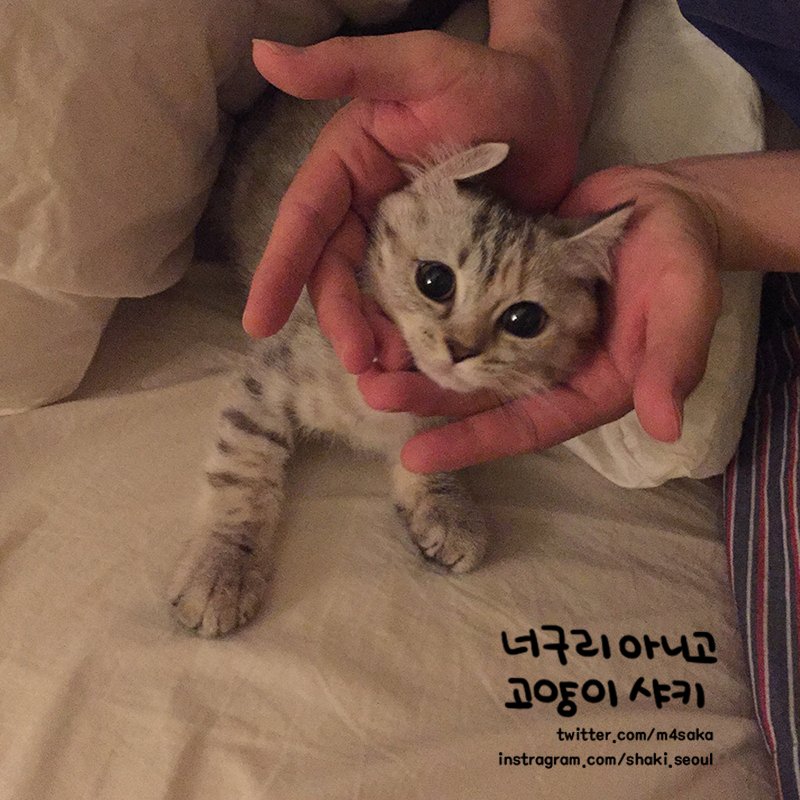 shaki_seoul's tweet photo. 애기 시절 샤키는 청순냥이었기 때문에 막 자라기 시작하고 통통 붓기 시작했을 땐 정말 충격받았다 세계최고로 귀여운줄 알았는데 더 귀여워질 수 있다니... https://t.co/RqBhbU0xSi