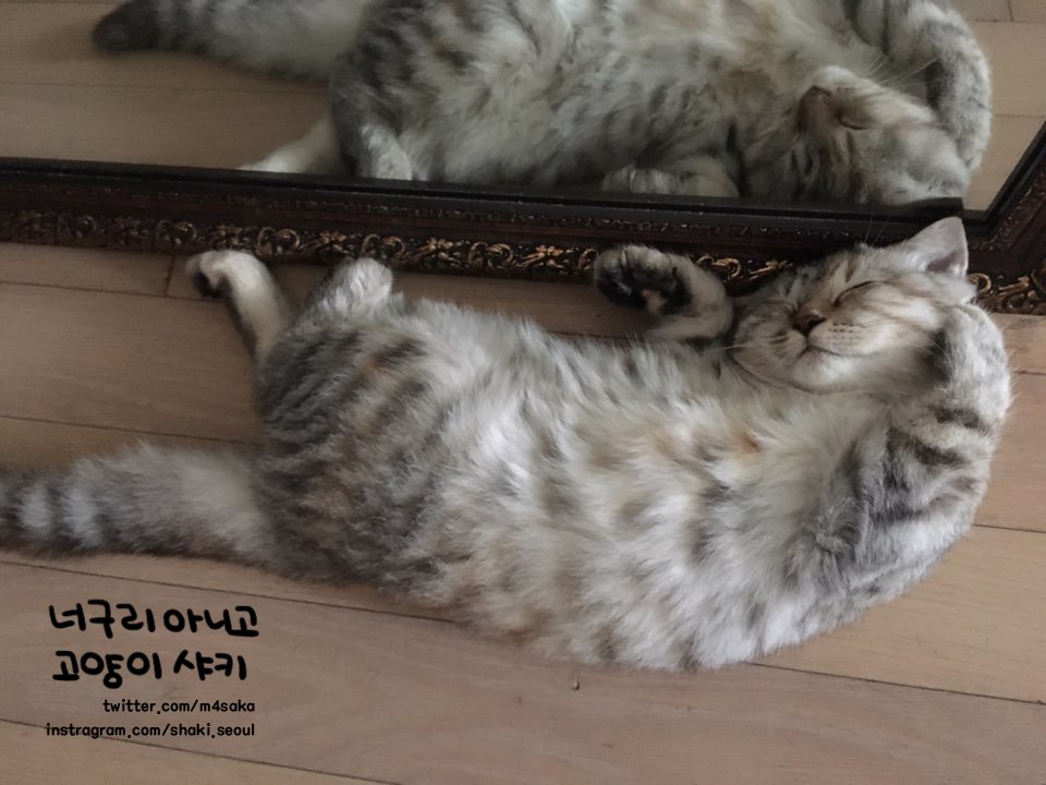 shaki_seoul's tweet photo. 애기 시절 샤키는 청순냥이었기 때문에 막 자라기 시작하고 통통 붓기 시작했을 땐 정말 충격받았다 세계최고로 귀여운줄 알았는데 더 귀여워질 수 있다니... https://t.co/RqBhbU0xSi