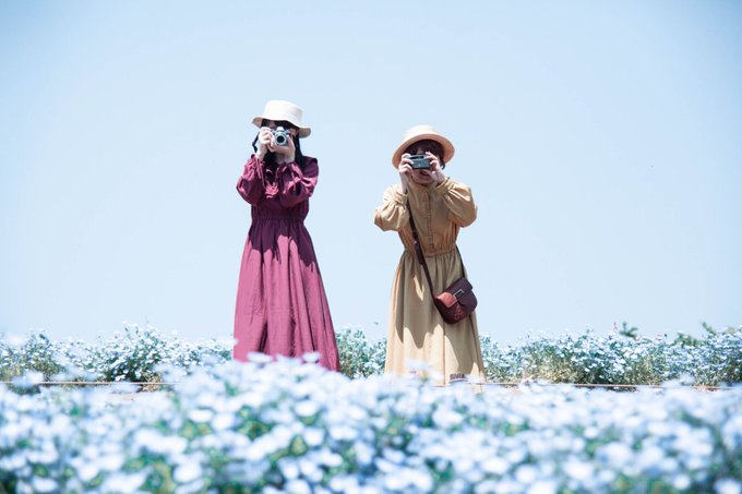 ネモフィラのtwitterイラスト検索結果 古い順