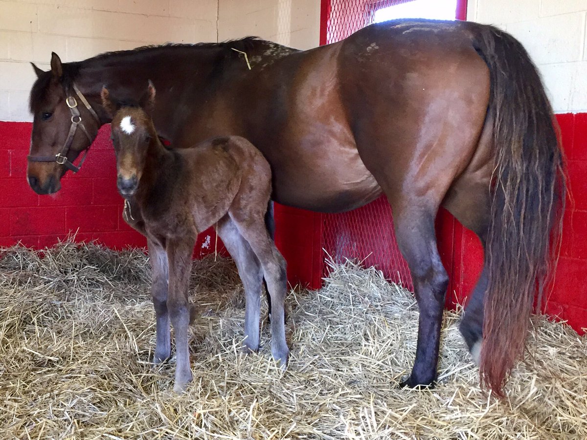 Ramsey Farm tweet media