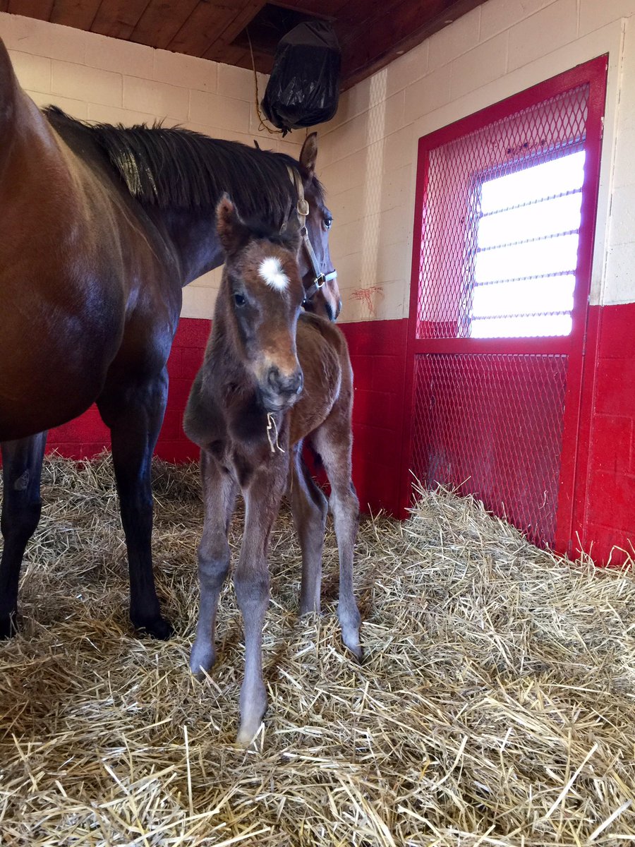 Ramsey Farm tweet media