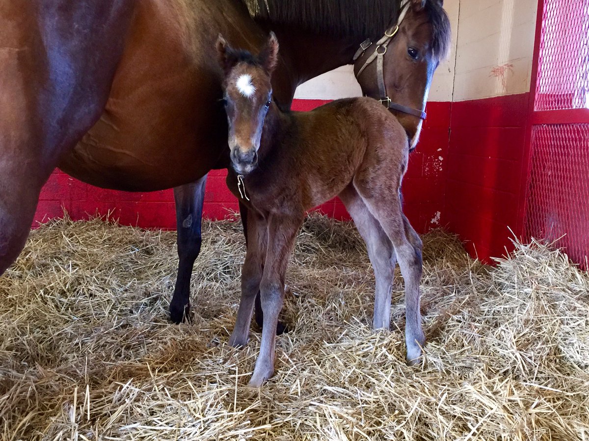 Ramsey Farm tweet media