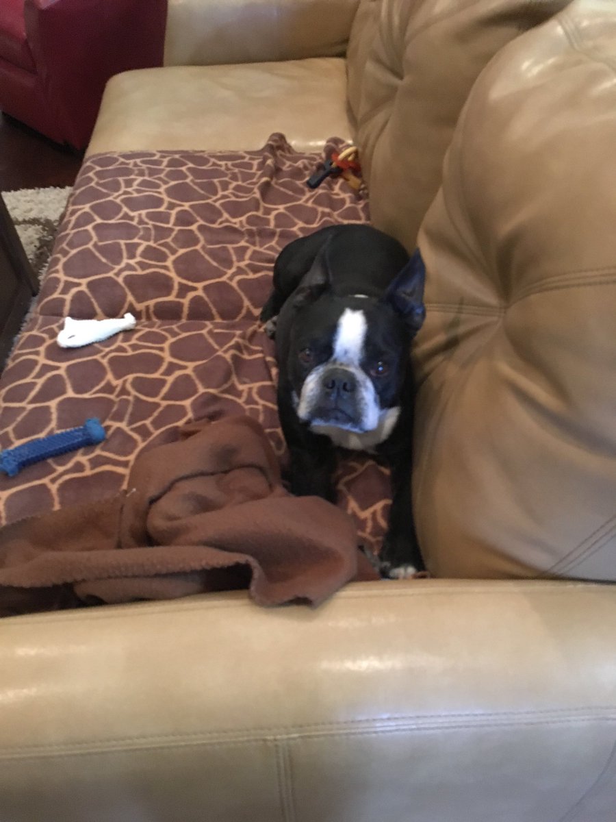 counselor4me's tweet photo. Do you wanna play? #readytoplay #bostonterier #dizzytheboy #zshq https://t.co/8dXYYFVObX