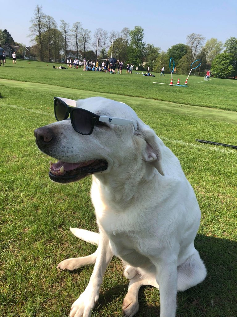 Oscar is rocking his new <a href="/QPLMermaids/">Eastern Mermaids</a> shades at Whiteknights VI! He is the very goodest boy. #doggo