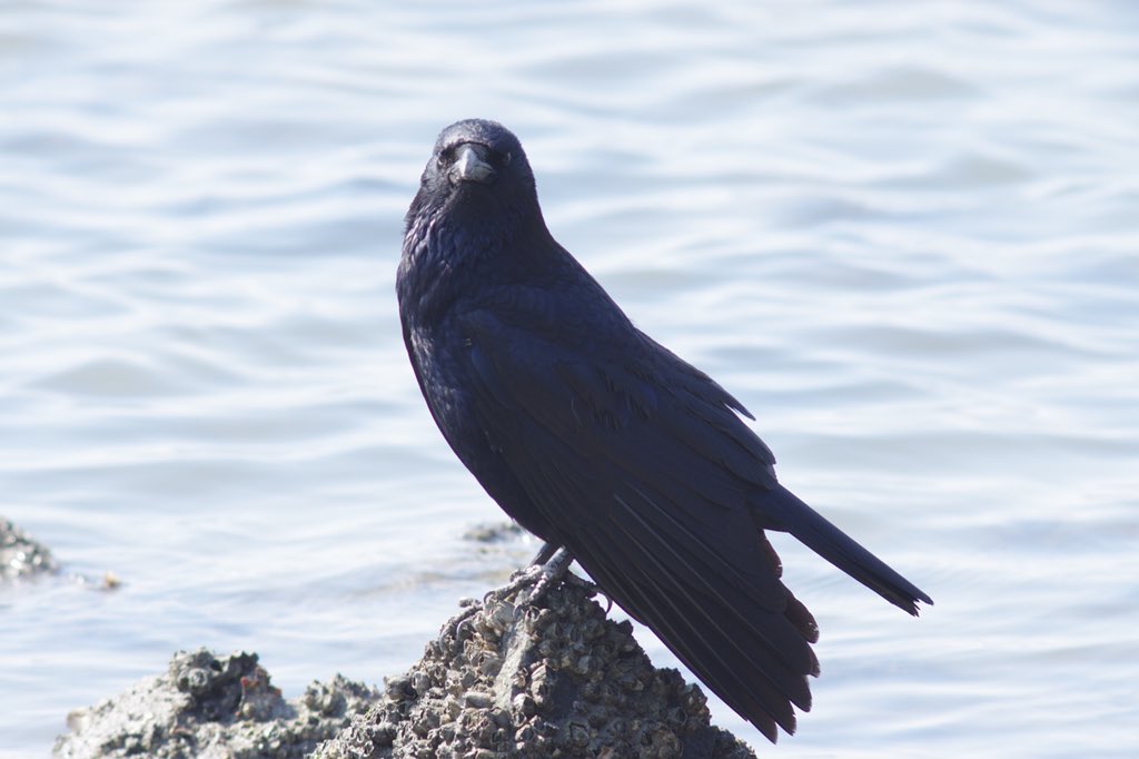 60cobcob's tweet photo. 今日撮してきた野鳥…?(⌒-⌒; )
PENTAX K-3+BORG 89ED+×1.4テレコン(35㎜換算1260㎜)
結構f値が暗くなるのでピント合わせが難しかった(⌒-⌒; )
#BORG #89ED #K-3 https://t.co/1dOOITkXRn