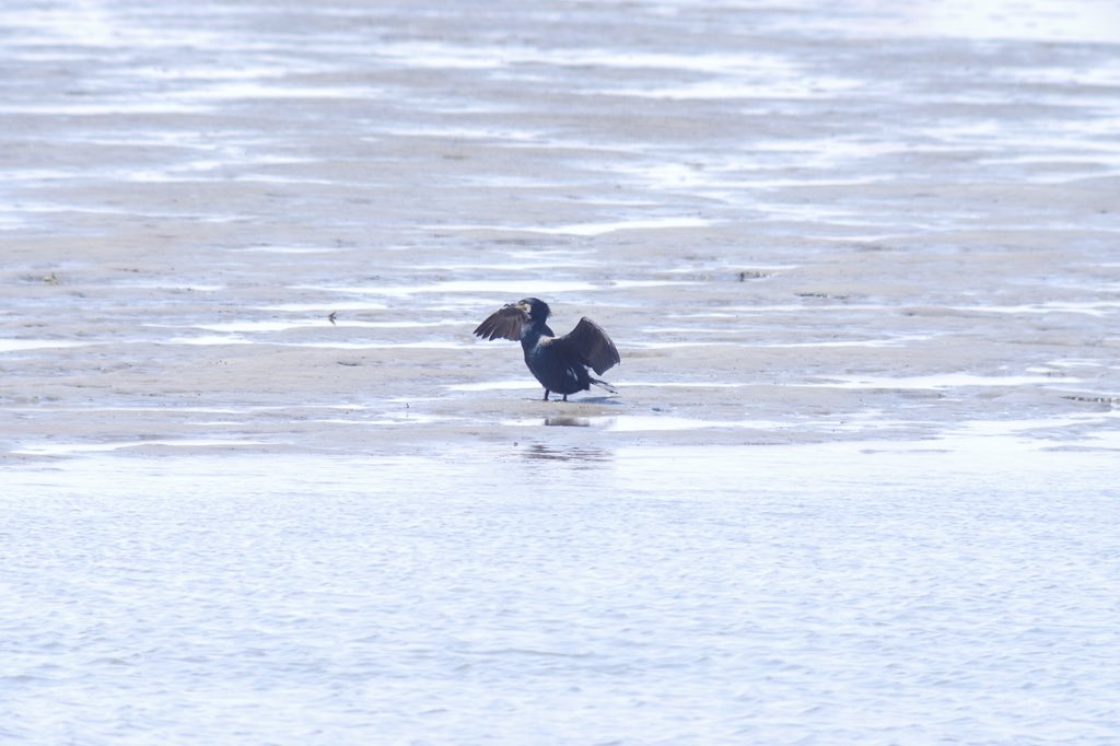 60cobcob's tweet photo. 今日撮してきた野鳥…?(⌒-⌒; )
PENTAX K-3+BORG 89ED+×1.4テレコン(35㎜換算1260㎜)
結構f値が暗くなるのでピント合わせが難しかった(⌒-⌒; )
#BORG #89ED #K-3 https://t.co/1dOOITkXRn