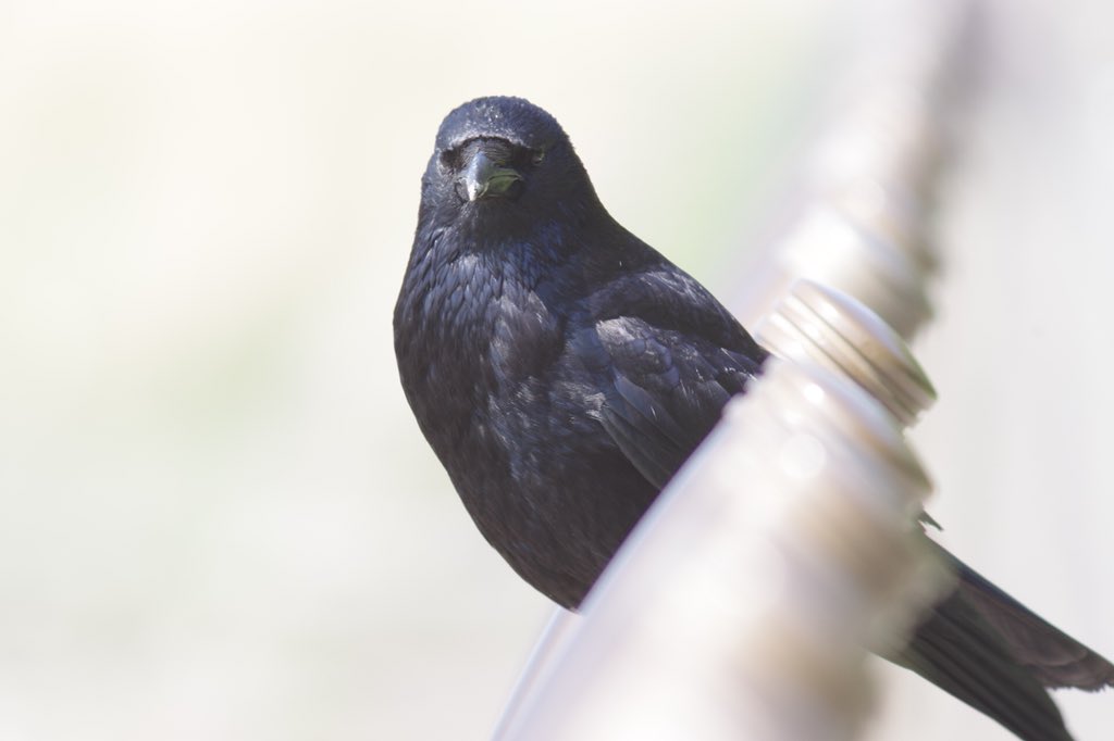 60cobcob's tweet photo. 今日撮してきた野鳥…?(⌒-⌒; )
PENTAX K-3+BORG 89ED+×1.4テレコン(35㎜換算1260㎜)
結構f値が暗くなるのでピント合わせが難しかった(⌒-⌒; )
#BORG #89ED #K-3 https://t.co/1dOOITkXRn