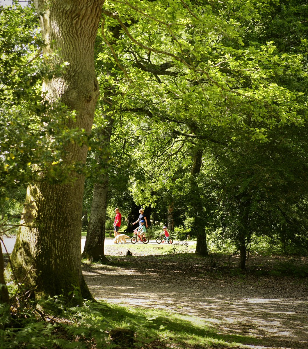 TheNewForestUK's tweet photo. The New Forest is the perfect place for everyone! From fun-filled events and attractions to peaceful walks and picnics… come and visit us now! https://t.co/rL45zGHlFY https://t.co/mv9PpYsyg4