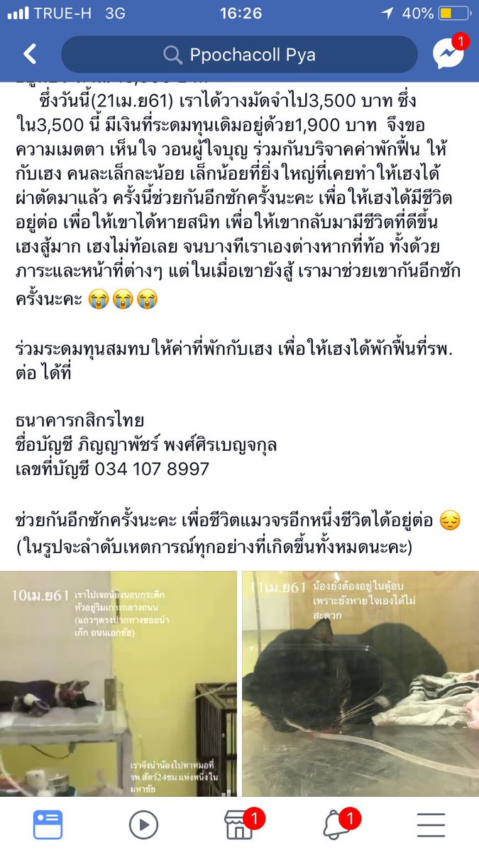 jmockmock's tweet photo. อัพเดทอาการน้องเฮง ที่โดนรถชน ตอนนี้น้องได้รับการผ่าตัดเรียบร้อยแล้ว อยู่ในระยะดูอาการ ฟื้นตัว เนื่องจากแผล ค่อนข้างสาหัส คือมีหนองไหลตลอดเวลา จากการติดเชื้อในช่องปาก ตอนนี้เรื่อง คชจ ค่อนข้างเยอะ จึงอยากขอผู้ใจบุญนะคะ บริจาคได้ตาม บช รูปด้านล่างเลยค่ะ #ทาสแมว #ทวิตดีคนรีน้อย https://t.co/s7v1OQLij9