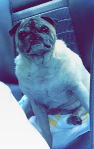 Cheddaisbedda's tweet photo. @JDeezyyyy The ole pugsley 🤘🏼😂 https://t.co/gzy64sO9tx