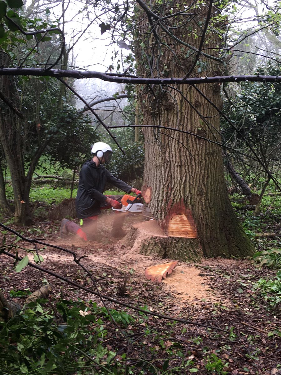 whartontrees's tweet photo. Hard at work #felling a pretty big #oak! #treesurgery #treesurgeon #treework #northnorfolk #trees #woodland #stihl #arborist #arboriculture @STIHL_GB https://t.co/algvWtV4ny
