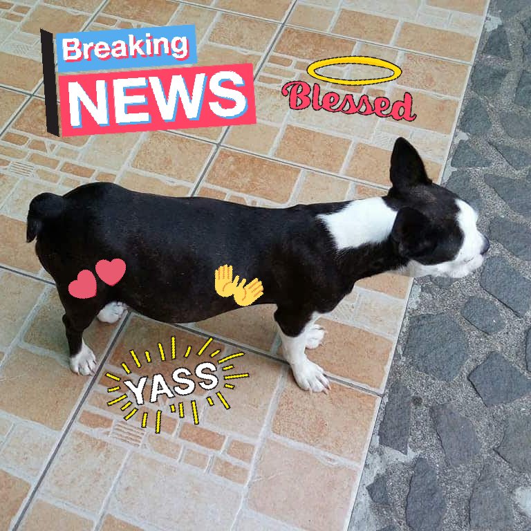 REAL_Shannahh's tweet photo. Our boston terrier is carrying the babies of our minipin. Not sure though which one of them.😓😂🤣

Perks of being the only girl in the house. Tabangan sa mga bigatla nga iro.

#preggybostonterrie
#unknownfather https://t.co/LSYXtk56ur