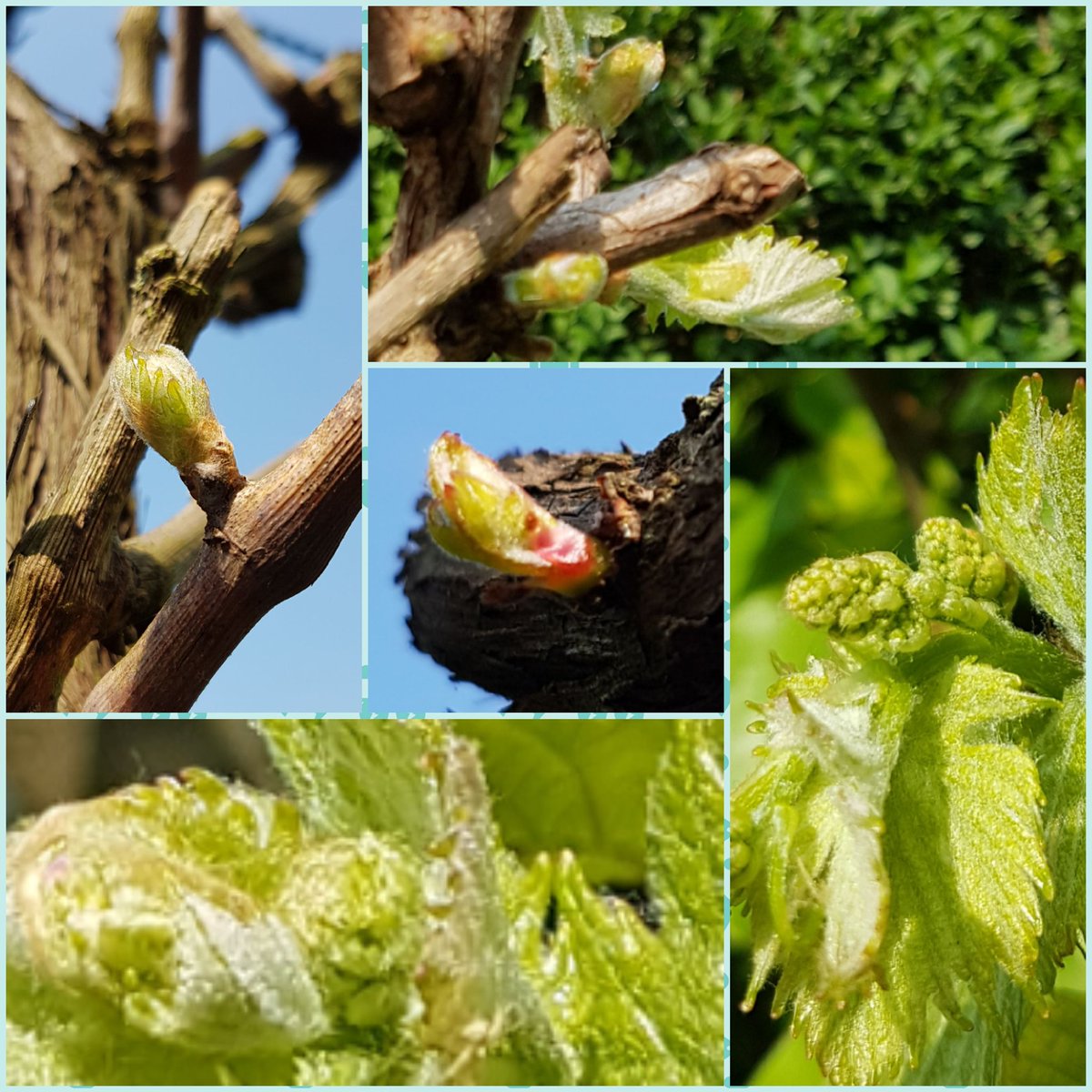 WeertCoaching's tweet photo. De afgelopen 3 dagen de metamorfose geobserveerd van knop naar druif. Het blijkt maar weer dat alles er van nature al in zit. Onder de juiste omstandigheden groeit alles vanzelf als het de ruimte krijgt. Mooi uitgangspunt voor #coaching, #leren, #ontwikkelen &amp; #talentmanagement🌞 https://t.co/m8kOLbBMyp
