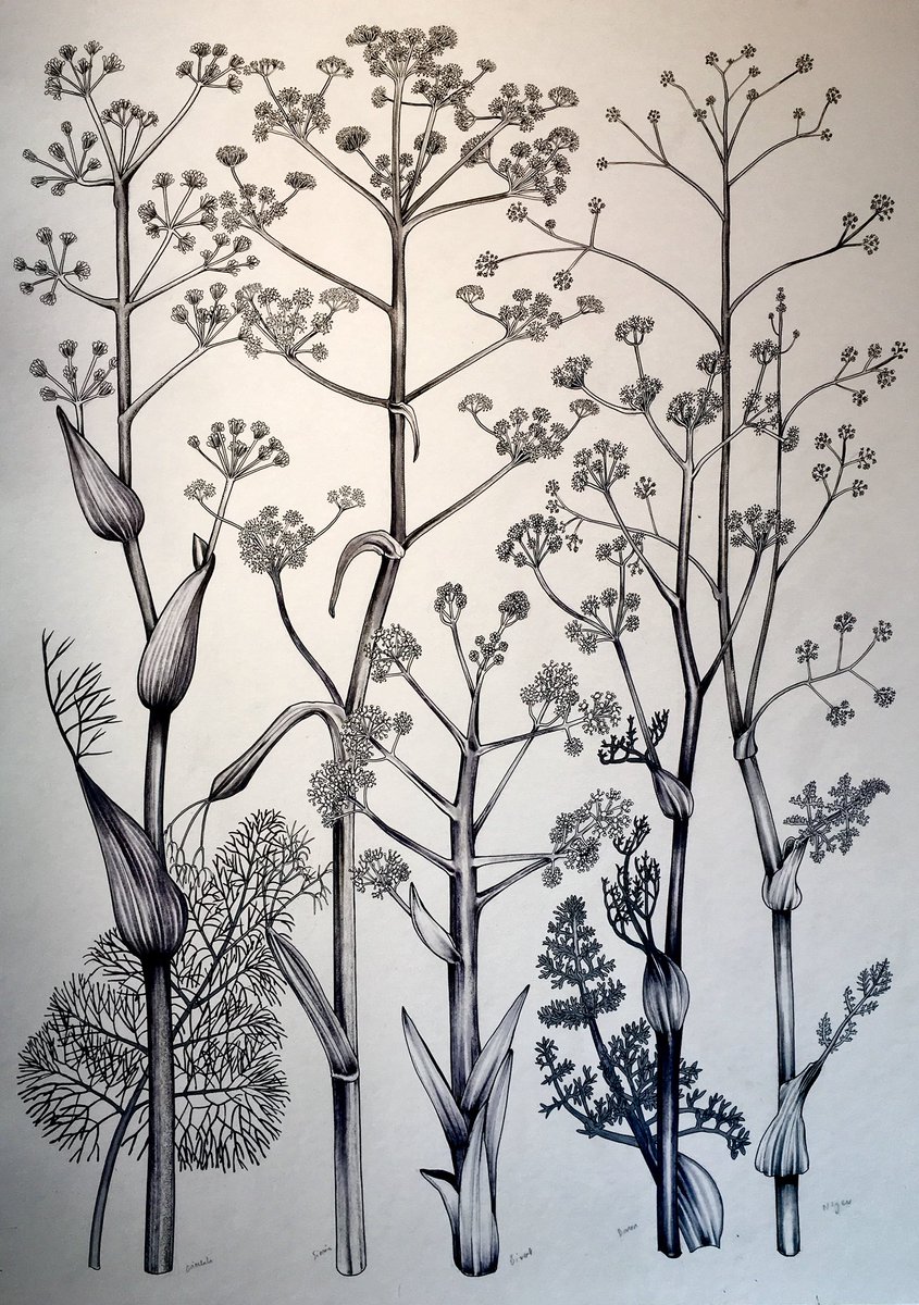 thorogoodchris1's tweet photo. Pen & ink plate of eastern Mediterranean giant fennels finally completed today. I do like my detail but goodness I struggled to complete this one...! https://t.co/VPiqDSmM8L