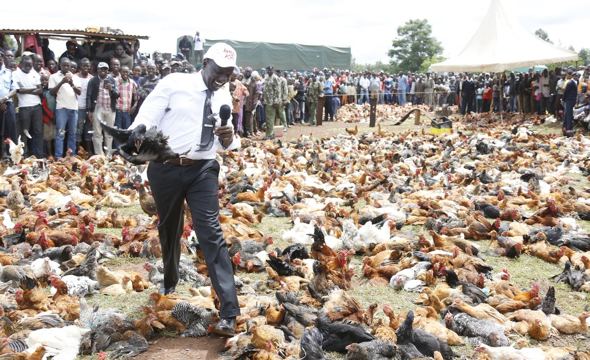 WilliamsRuto's tweet photo. We encourage small scale business people, including poultry farmers to tap into modern rearing methods such as quality feeds, construction of permanent brooder pens, improved storage facilities and value addition. https://t.co/MKVcJRWMap