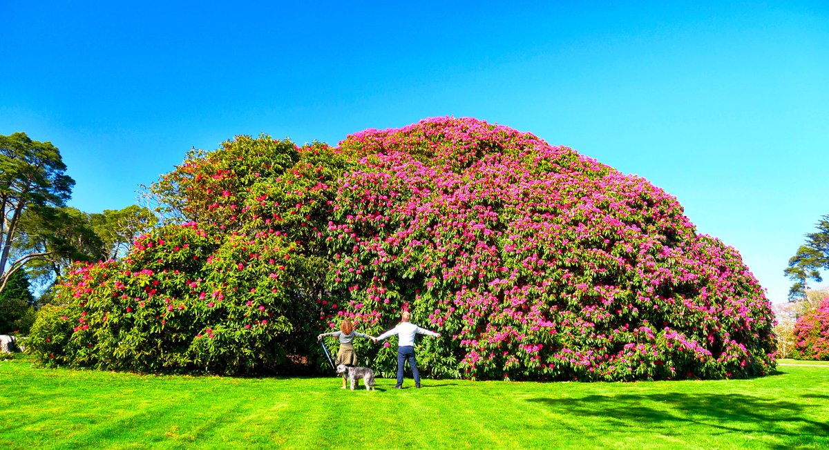 Read about the world's biggest rhododendron in today's @WMNNews - now out  in full bloom #Tregothnan gardens open this weekend for #teaday