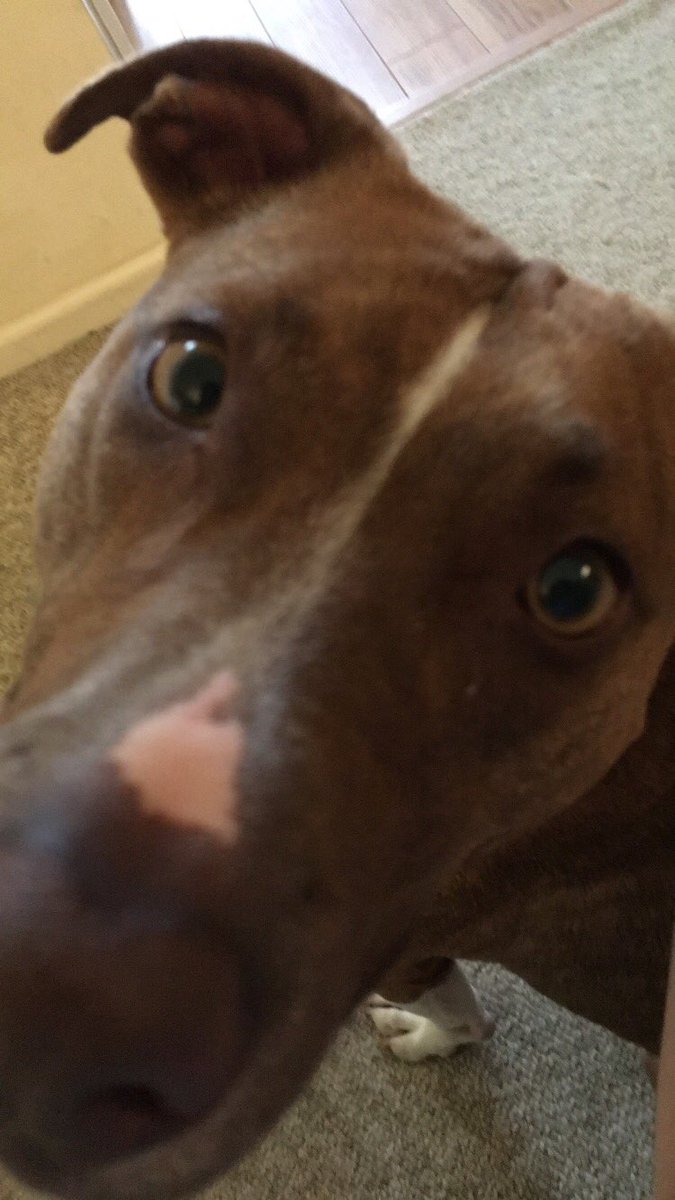 athingofnature's tweet photo. RIP Koda. you and your crazy, never-ending energy and love will be missed ❤️❤️❤️❤️❤️❤️ https://t.co/hQREaRDDcF