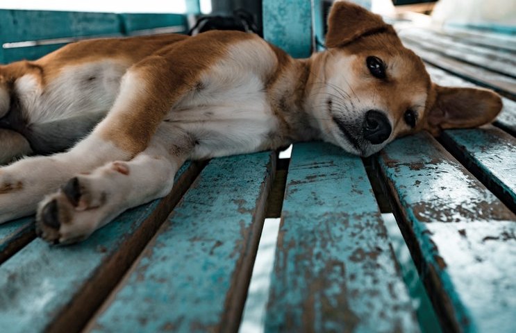 pet_adviser's tweet photo. A Nocturnal Angel, The Story of a Dog https://t.co/v7W4ZFAOQ0   

#dog #petlovers #doglovers #germanshepherd https://t.co/BtmUR7LRyw