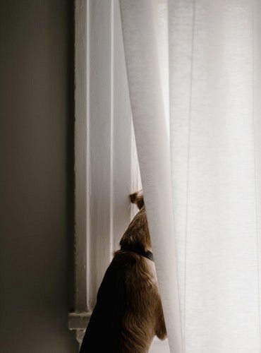 pet_adviser's tweet photo. A Nocturnal Angel, The Story of a Dog https://t.co/v7W4ZFAOQ0   

#dog #petlovers #doglovers #germanshepherd https://t.co/BtmUR7LRyw