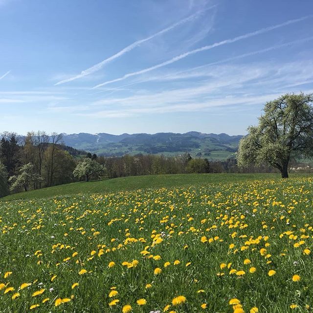 ufemWildberg's tweet photo. Der Frühling erreicht den Wildberg #endlich #ufemwildberg #restaurantwildberg #wildbergjonschwil #jonschwil #spring #frühling #endlichfrühling #landscape #landschaft #keinfilter #nofilter #nofilterneeded https://t.co/j7LEhVVCCK https://t.co/fQww2hPDUU