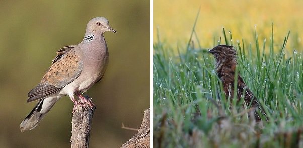 BirdLife_Malta's tweet photo. #SpringHunting season is over! Any shot heard from now on means that an illegality is taking place. BirdLife Malta receives more illegally shot #TurtleDoves during the hunting rampage witnessed in the past 3 days. Update to be be issued shortly. #NotAQuail #IllegalSpringHunting https://t.co/ddIl4oZb3H