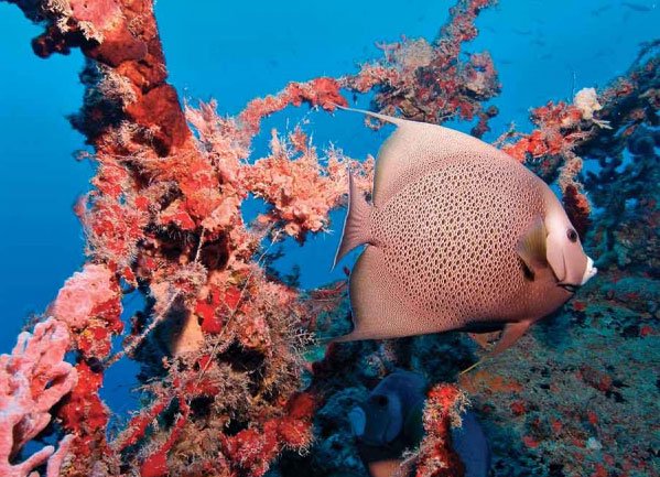 scubadivingmag's tweet photo. Divers are not the only ones who love wrecks ;) https://t.co/cOObqLdH2Y #flakeys https://t.co/uicRQfHyeh
