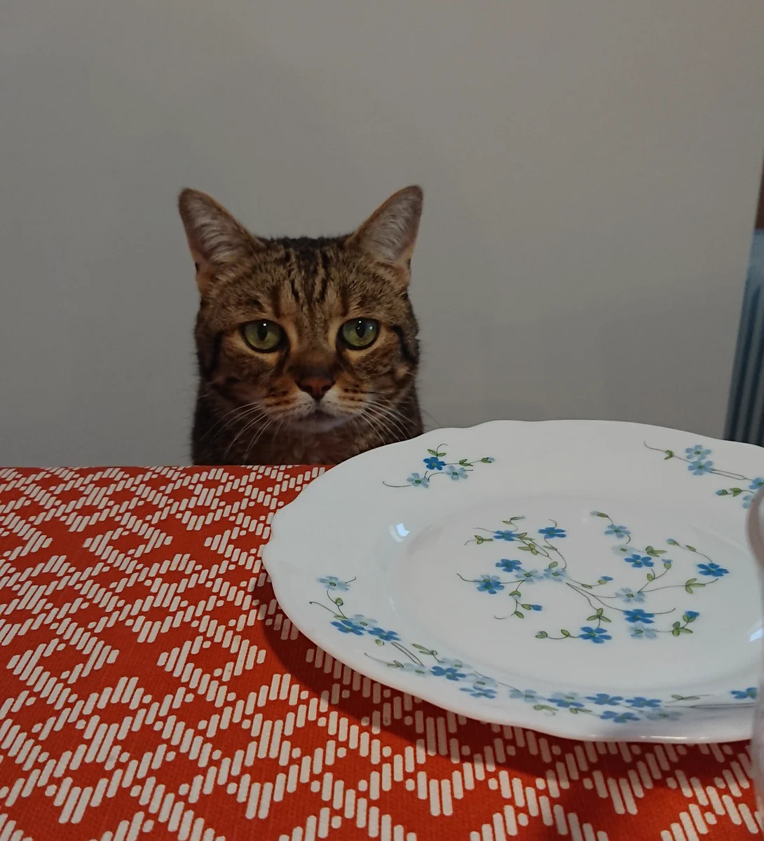子供より先に食卓にくる猫w最初にきたからこそのこの表情が最高w