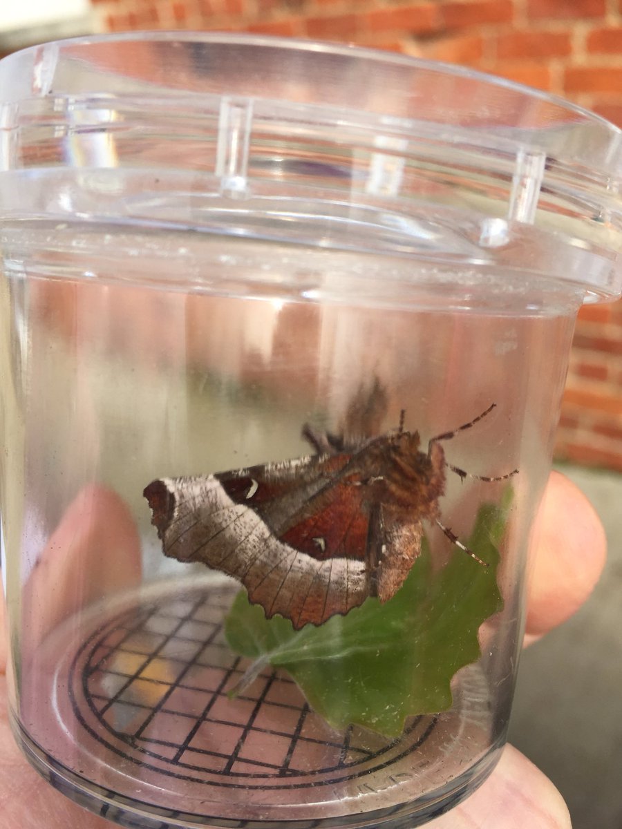 SpiritoSutterby's tweet photo. Initial moth trap for 2018. 6 species recorded. Shown —our first recorded Purple Thorn; Common Quaker on as yet unidentified Lichen and a little black bug...Thank you as always to Mother Superior, Beth Dawson. St John the Baptist, Sutterby nestles in its Wolds landscape.#moths https://t.co/00E0uK5anH