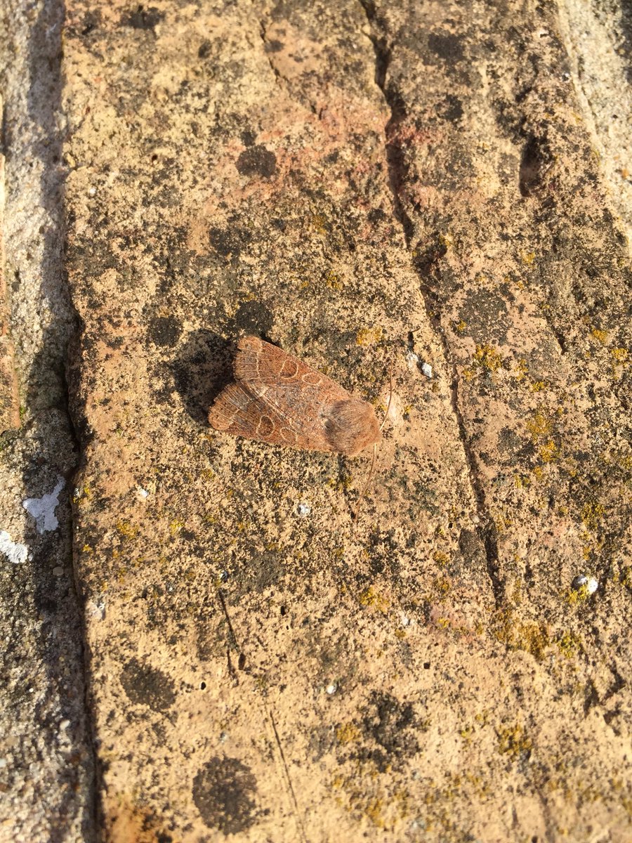 SpiritoSutterby's tweet photo. Initial moth trap for 2018. 6 species recorded. Shown —our first recorded Purple Thorn; Common Quaker on as yet unidentified Lichen and a little black bug...Thank you as always to Mother Superior, Beth Dawson. St John the Baptist, Sutterby nestles in its Wolds landscape.#moths https://t.co/00E0uK5anH
