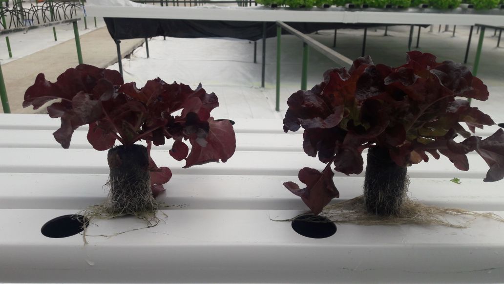 dgomezkimitec's tweet photo. Volvemos a destacar la sinergia de Bombarider y Rhyzo. Lechuga hidroponica en #Panama #Rockyourcrops https://t.co/aMcDSdzJGS