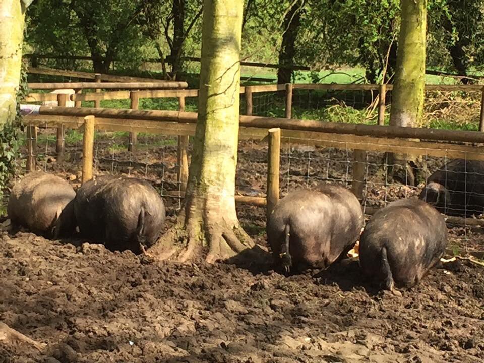 curlytailspigs's tweet photo. #Happy Pots. The #sun is #shining 😊😊🐷🐷 #potbellied #pigs #happy #sunny #summer https://t.co/8nSqNXe72J