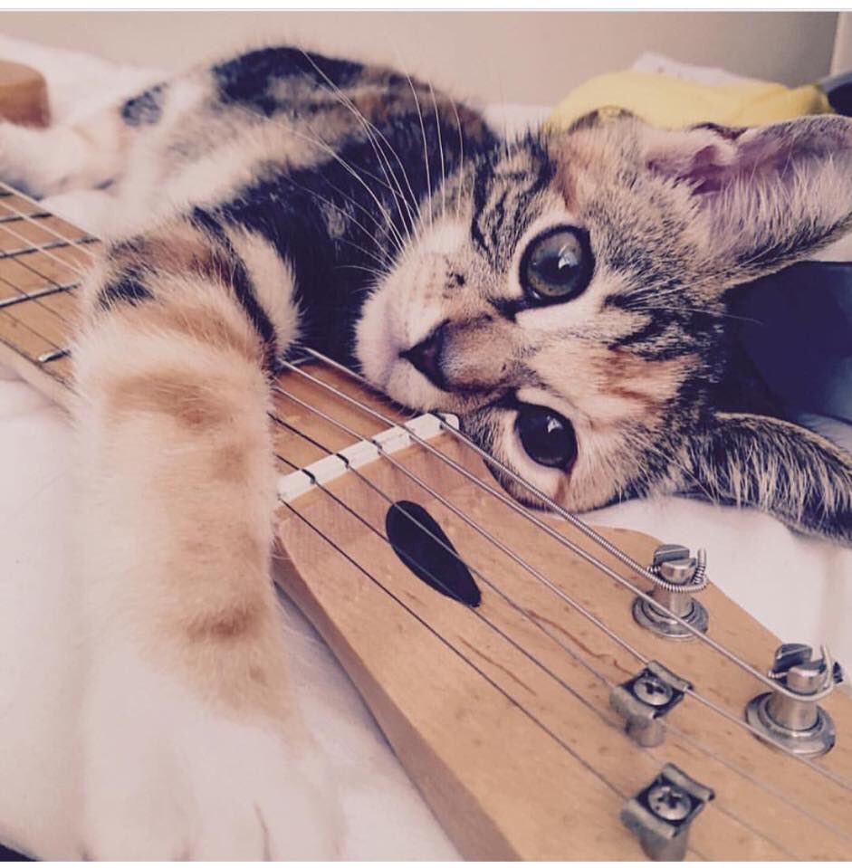 catsonamps's tweet photo. Happy Caturday! #straturday #caturday thx @micahvdm @fender #fenderpets #catsonamps https://t.co/nyAbdSFZlT