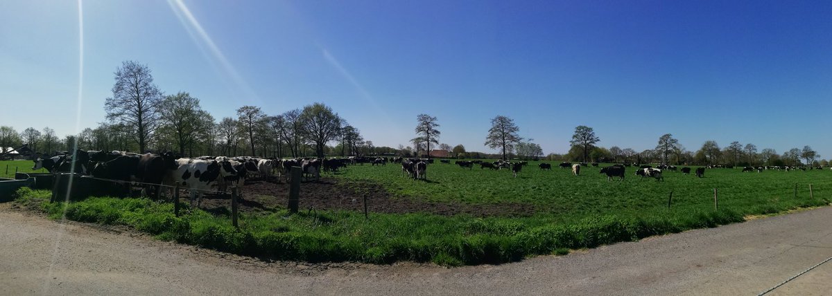 Jordanakoskamp's tweet photo. Koeien buiten:) https://t.co/rWCg9D9yd9