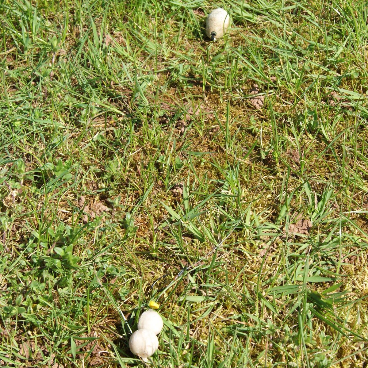 anthonywood58's tweet photo. My rig for the #catfish in my local lake, it’s a @pallatraxuk #stonze with pallatrax catfish hook, link material is @StroftLine fc2 the bait is luncheon meat balls made using @bellballcutter1 24mm cutter and covered with @feedstimulants l-arginine a catfish attracting amino acid https://t.co/ssxyGbI5HU