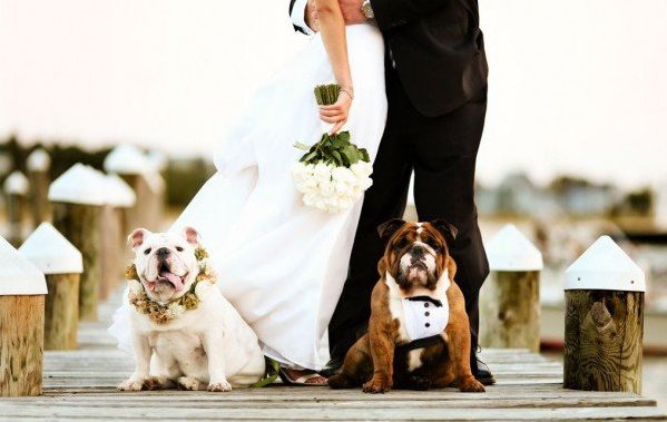 SmylesVideo's tweet photo. It's #NationalPetMonth and if you've ever considered having your fluffy #companion involved in your big day, now's the perfect #excuse. Find out how to make your #pet part of your #wedding! https://t.co/J0oNdfXKCQ https://t.co/ypsHd9e5X5