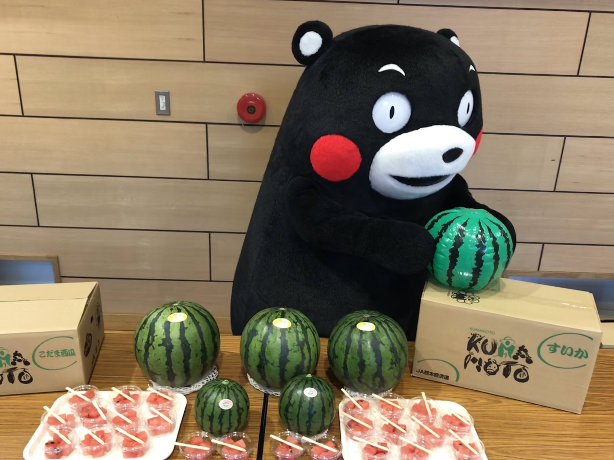 くまモン 公式 Twitter પર みんなスイカば試食してみてはいよ ばっ これはビーチボールだモン それでも じゅるっ T Co 3wybo4hrry Twitter