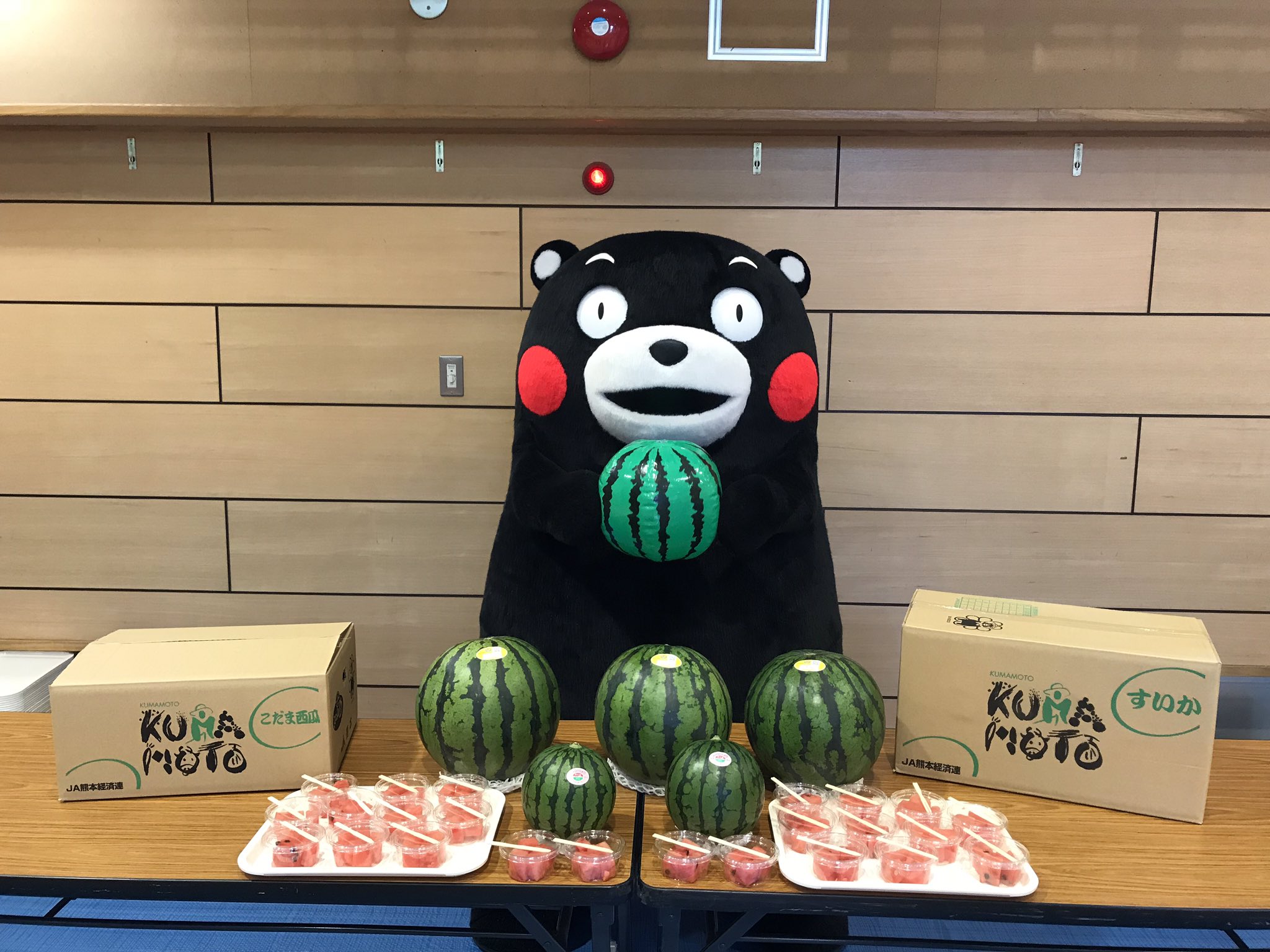 くまモン 公式 Twitter પર みんなスイカば試食してみてはいよ ばっ これはビーチボールだモン それでも じゅるっ T Co 3wybo4hrry Twitter