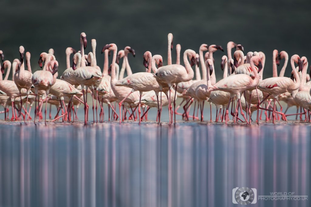 WorldofPhotog's tweet photo. Flamingo Mirage
@CanonUKandIE @WPPmagazine @WildEarth @BBCEarth @NatGeoPhotos #mirage #flamingo #flamingos #lakebogoria #kenya #canon #reflection #birdsofafrica #africa #pinklegs #nature #wildlife #birds #birdsoftheworld https://t.co/Cl36P8NcIC