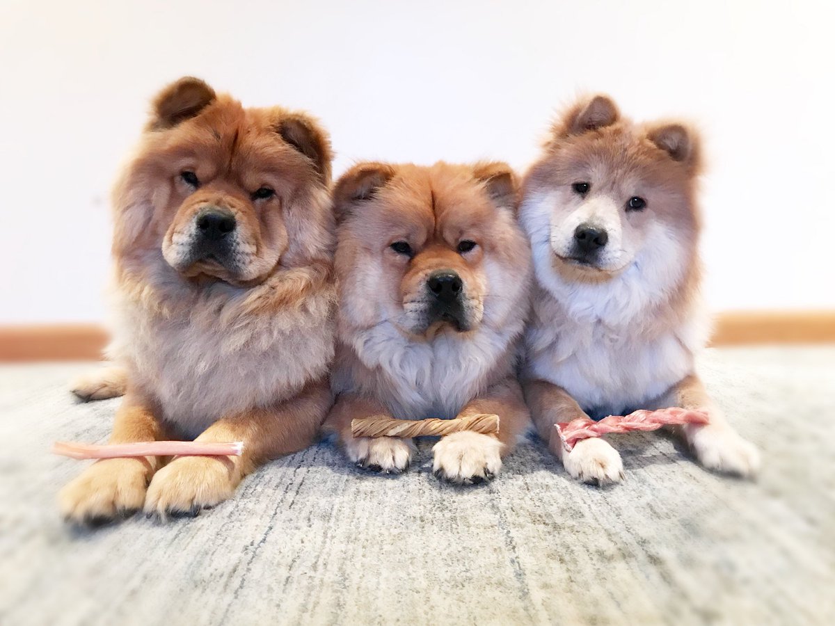 DigsbysWoofPack's tweet photo. What Chew Talkin About⁉️~
💙Simba ❤️Digsby 💝Cinderella #PrepareToBeChewed
DID YOU ENTER?? Redbarn's NO 🚫 Rawhide #Giveaway
*ENDS 4/22*
▶️ENTER https://t.co/3x1AiMqMPd
Presented by Redbarn @redbarninc and Pawstruck @pawstruck
#RedBarnInc #Pawstruck #PawstruckPets https://t.co/zMPhkhOta8