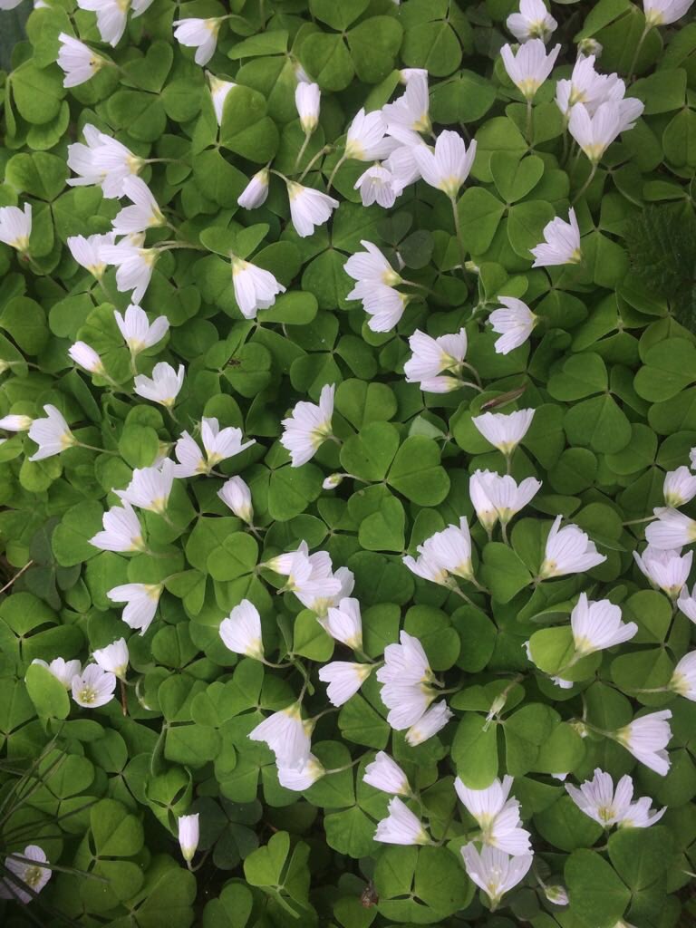I have been so busy running around ticking off the to-do list today that I had forgotten to take time to notice the beauty of ordinariness #Mindfulness #ordinariness #psychotherapist #timetoreplenish