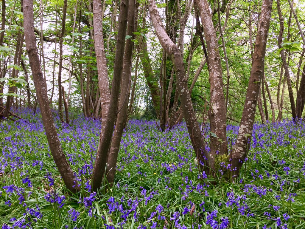 Screen_Writes's tweet photo. Just stumbled upon first Bluebell glade of 2018! Photos don't do it justice. #WestSussex #LoveOurWildlands #SpringIsHere @BSBIbotany @WoodlandTrust @BBCSpringwatch @wildflower_hour https://t.co/qV0FCQQnS6