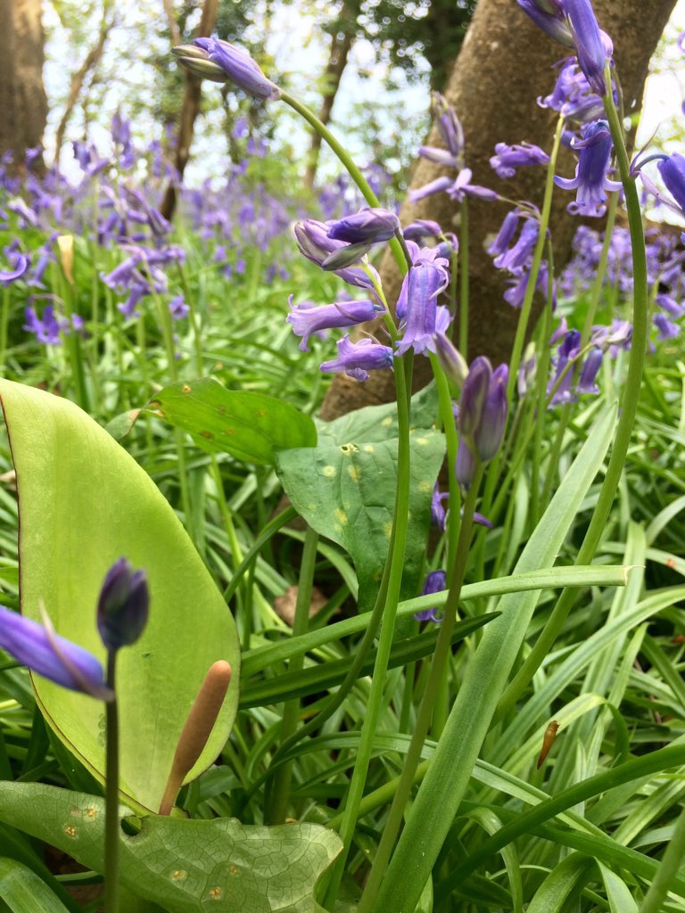 Screen_Writes's tweet photo. Just stumbled upon first Bluebell glade of 2018! Photos don't do it justice. #WestSussex #LoveOurWildlands #SpringIsHere @BSBIbotany @WoodlandTrust @BBCSpringwatch @wildflower_hour https://t.co/qV0FCQQnS6