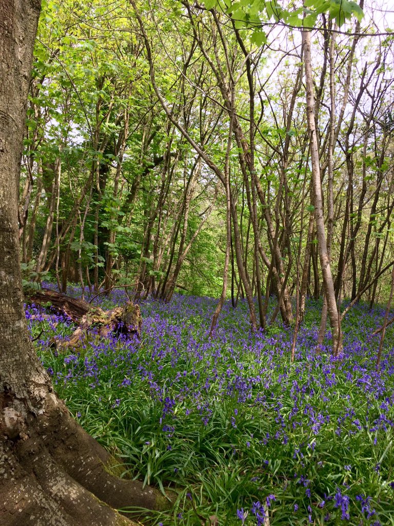 Screen_Writes's tweet photo. Just stumbled upon first Bluebell glade of 2018! Photos don't do it justice. #WestSussex #LoveOurWildlands #SpringIsHere @BSBIbotany @WoodlandTrust @BBCSpringwatch @wildflower_hour https://t.co/qV0FCQQnS6