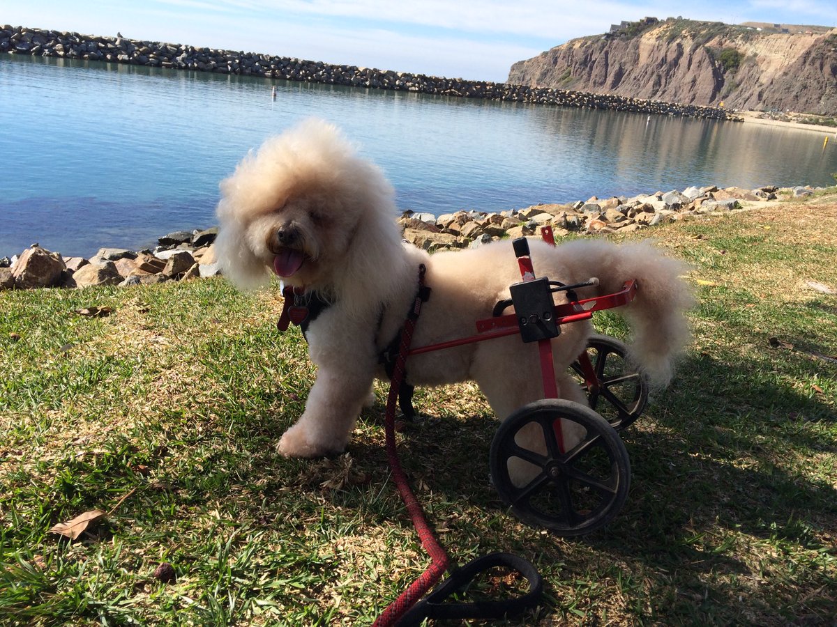 My fave look out point in Dana Point! #bichons #dogsonwheels  #Californiadogs ❤️Andy