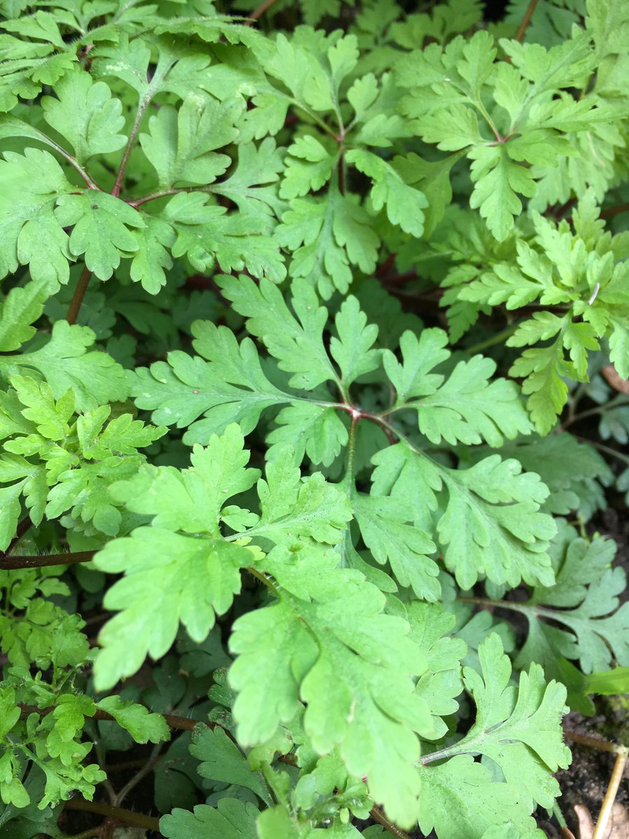 vitorinadw's tweet photo. @The_RHS I'm a novice gardener, with no clue..but keen to learn! Just weeding and found this. It wasn't there before! I recognise the fragrance...is it a type of parsley? All knowledge shared gratefully received. Thank you 🌿 https://t.co/zFE7MauEGL