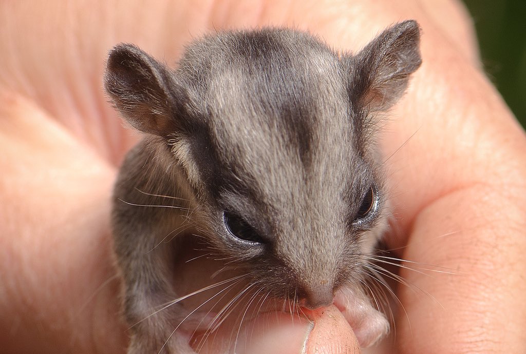 sarahrees's tweet photo. This is how we ‘manage’ a Leadbeater’s Possum buffer. We log it, then burn it and hope that this little, tiny patch will save them from extinction 😳 @LilyDAmbrosioMP @GavinJennings  #loggingfires #Toolangi #MelbourneSmog #GFNP https://t.co/yF91tuOkTR