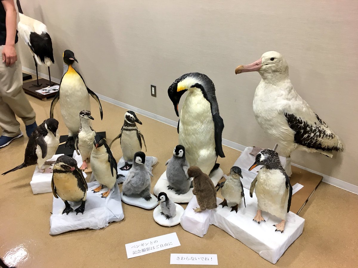 ペンギンとアホウドリの本剥製 #科博オープンラボ