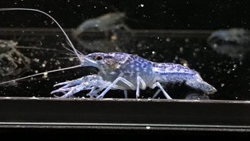 ザリガニに色付けを餌で行うことは可能 青色のザリガニにするには 自由研究テーマにおすすめ 夏休みfun