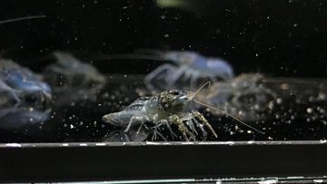 ザリガニに色付けを餌で行うことは可能 青色のザリガニにするには 自由研究テーマにおすすめ 夏休みfun